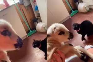 Un gato se hizo viral por su reaccin ante un cordero: "Una historia de amor"