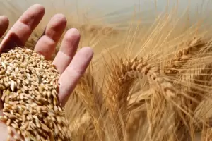 14 de agosto Da del Cerealista: por qu se celebra hoy?