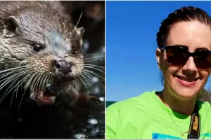 Perd casi la mitad de una oreja: testimonio de una mujer atacada por una nutria