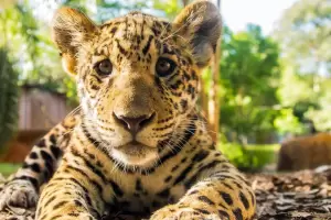 Detectaron cuatro nuevos cachorros de yaguaret en los Esteros del Iber