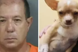 Es peluquero y le hizo una csarea a una chihuahua: el animalito muri das despus