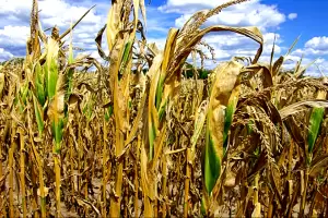 Las lluvias llegarn a Argentina en octubre Cmo afectar a la siembra del maz?