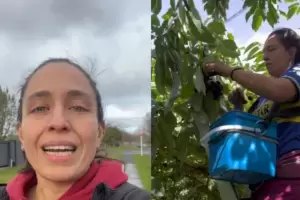 Argentina revel su sueldo en dlares por juntar cerezas y kiwis en Nueva Zelanda