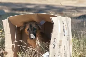 Da Internacional del Animal sin Hogar; una voz para los que no la tienen