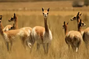 Detienen a dos cazadores furtivos de camelidos