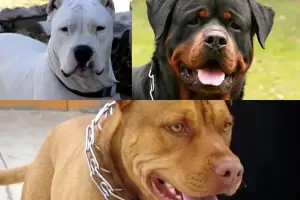 Buscan crear un centro de rehabilitacin de conducta para "perros peligrosos"