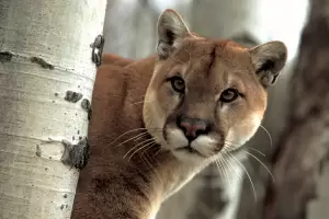 Dispararon a un puma que ingres en una escuela