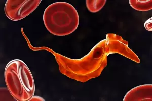 Enfermedad de Chagas: Una vacuna argentina est lista para ser probada en humanos y marcara un hito