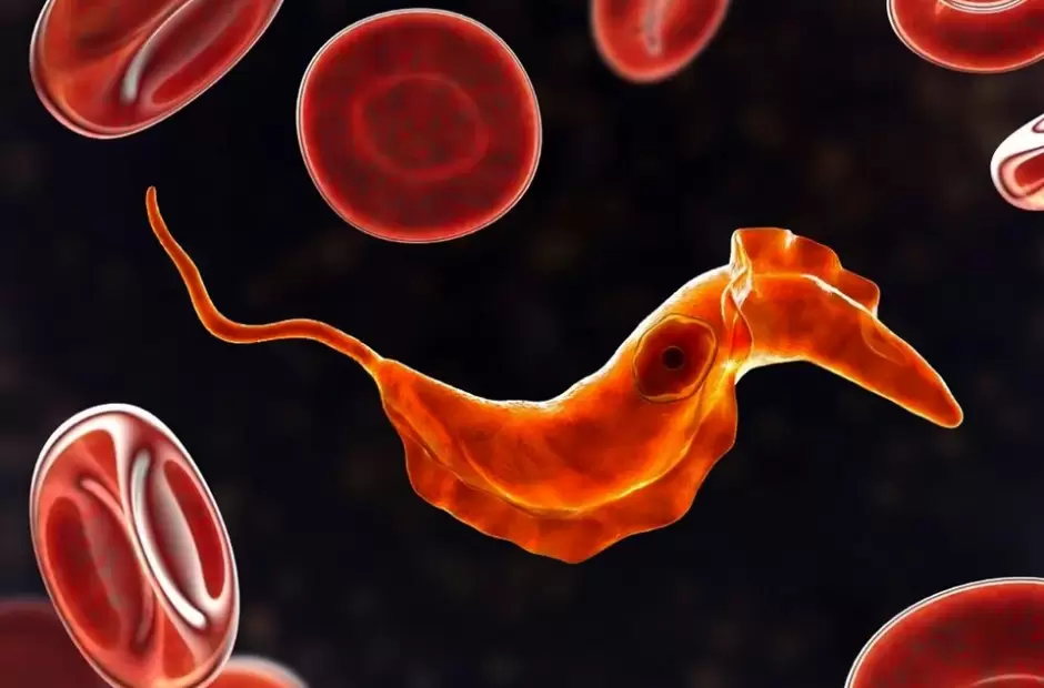 Parsito Trypanosoma cruzi. Imagen: https://www.conicet.gov.ar/