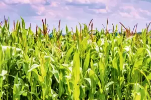 El fenmeno el Nio tendr impacto en la siembra Cmo afectar al sector agrcola?