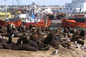 Mar del Plata registr un aumento de casos de gripe aviar