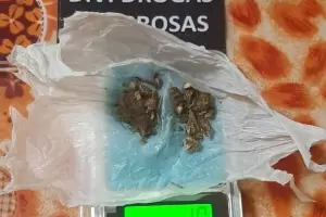 En Tinogasta, secuestran semillas de cannabis sativa