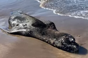 Lobos marinos, zorros y gatos: avanza la gripe aviar