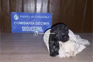 Aprehenden a un ladrn que rob dos cachorros caniches