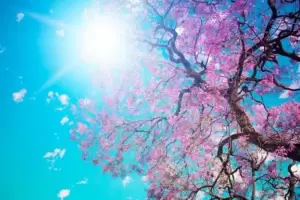 No es el domingo: cundo empieza de verdad la primavera este ao?