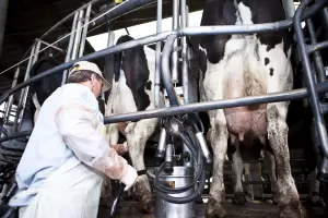 Impulso Tambero 2: el Gobierno anunci que distribuirn $5955 millones entre 4571 productores