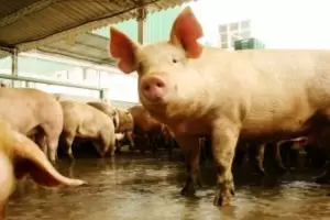Tragedia: Cay en un tambor de agua hirviendo mientras pelaba un chancho y falleci
