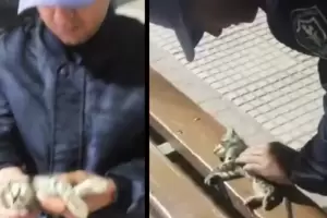 Chaco: Polica le hizo RCP a un gatito y le salv la vida