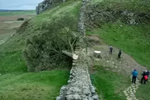 Reino Unido: Adolescente fue arrestado por talar el histrico "rbol de Robin Hood"