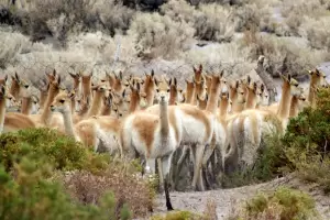 Lanzan la temporada de esquila en silvestria de vicua 2023