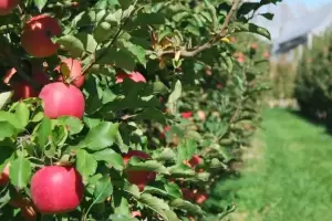 Ro Negro y Neuqun: La produccin frutcola perdi 12.000 hectreas en la ltima dcada