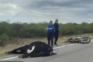 Siniestro vial: un motociclista choc con una vaca