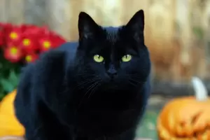 Proteccionistas: Por qu en Halloween recomiendan no dar en adopcin a gatos negros?