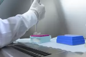 Streptococcus pyogenes: ya hay una muerte por da y se acelera la suba de casos