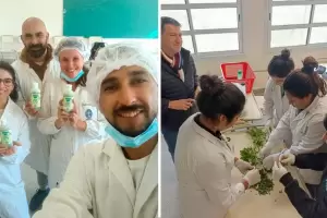 Cientficos tucumanos producen un repelente natural en gel para combatir el dengue