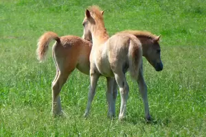 Rareza: naci potrillo "cclope" en Capayn