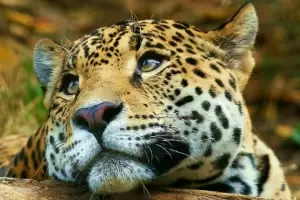 Da Internacional del Yaguaret: Por qu se celebra el 29 de noviembre?