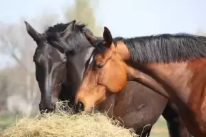 Declararon la emergencia sanitaria por Encefalomielitis Equinas en todo el pas