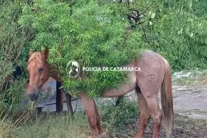 Secuestran animales sueldos en dos procedimientos