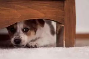 Cinco consejos para cuidar a tus mascotas de la pirotecnia en Ao Nuevo