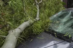 Qu seguros cubren si un rbol cae sobre el auto?: consulta cmo solicitarlo