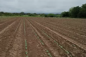 Avanzan los ensayos comparativos de variedades de algodn