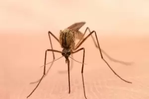 Sirve usar shampoo como repelente para combatir a los mosquitos?