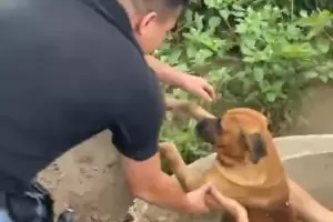 Piden colaboracin para el perrito que fue salvado por policas y est grave: Cmo pods ayudar?