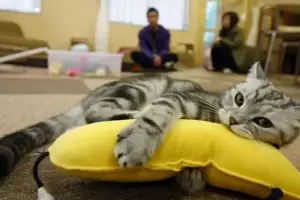 Tu gato araa los muebles?: Mir cmo pods evitar que siga hacindolo