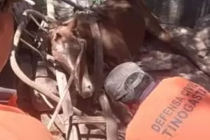 Bomberos rescataron una potranca que cay en un pozo