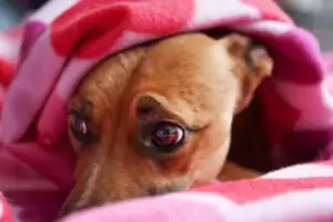 Cmo cuidar a las mascotas de la pirotecnia en Navidad