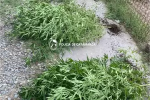 Secuestran plantas de marihuana en el norte capitalino