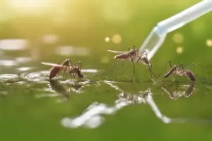 Dengue: Cules son las provincias que reportaron ms contagios?