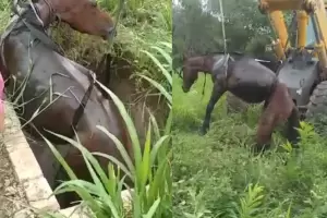 Defensa Civil rescat a un caballo que cay en un pozo