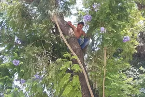 Trep a un rbol para reclamar trabajo