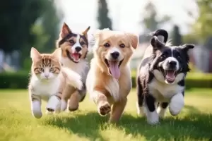 Tens mascotas?, mir cules son los beneficios saludables de acariciarlos