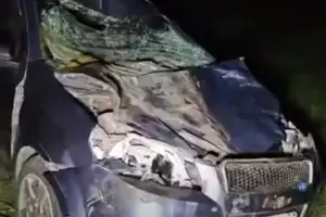 Una familia protagoniz un siniestro vial causado por animales sueltos en RN 38