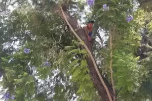 La Municipalidad de Capital desminti que el hombre que amenaz con tirarse de un rbol recibiera un trabajo