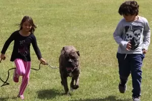 Por qu es importante acompaar el crecimiento de los chicos con mascotas?, mir sus beneficios