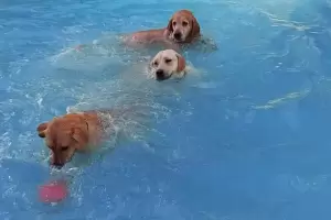 Cmo evitar que tu mascota sufra el calor?, segu estas recomendaciones